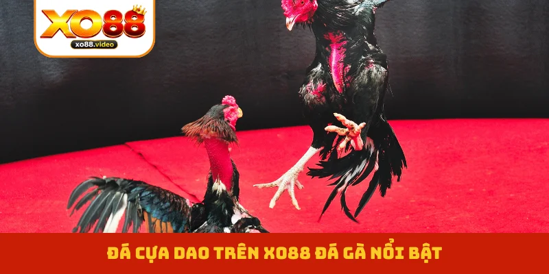 Đá cựa dao trên XO88 đá gà nổi bật