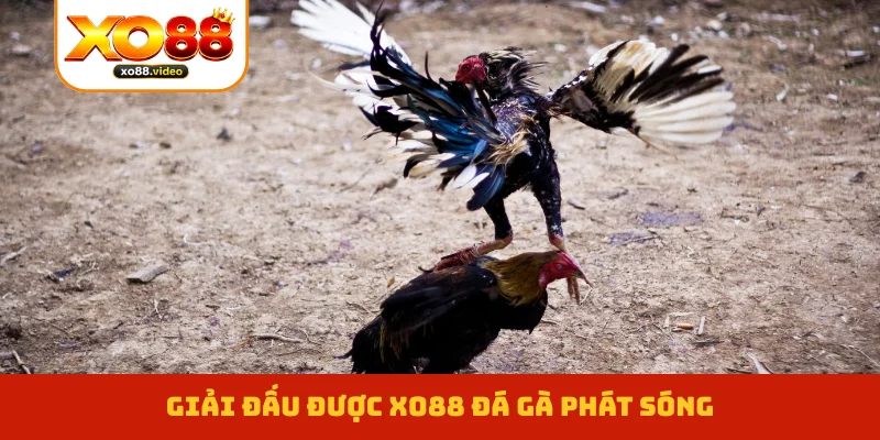 Giải đấu được XO88 đá gà phát sóng